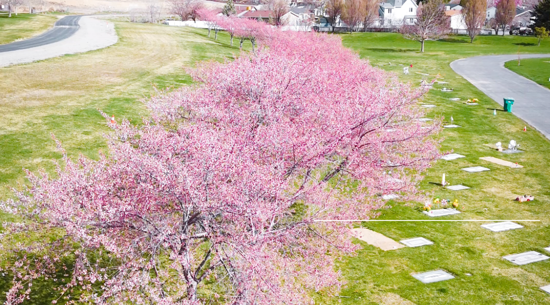 Orem Cemetery Blossoms