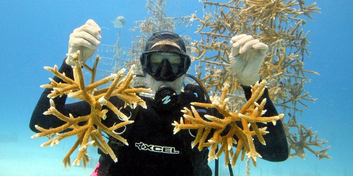 coral restoration