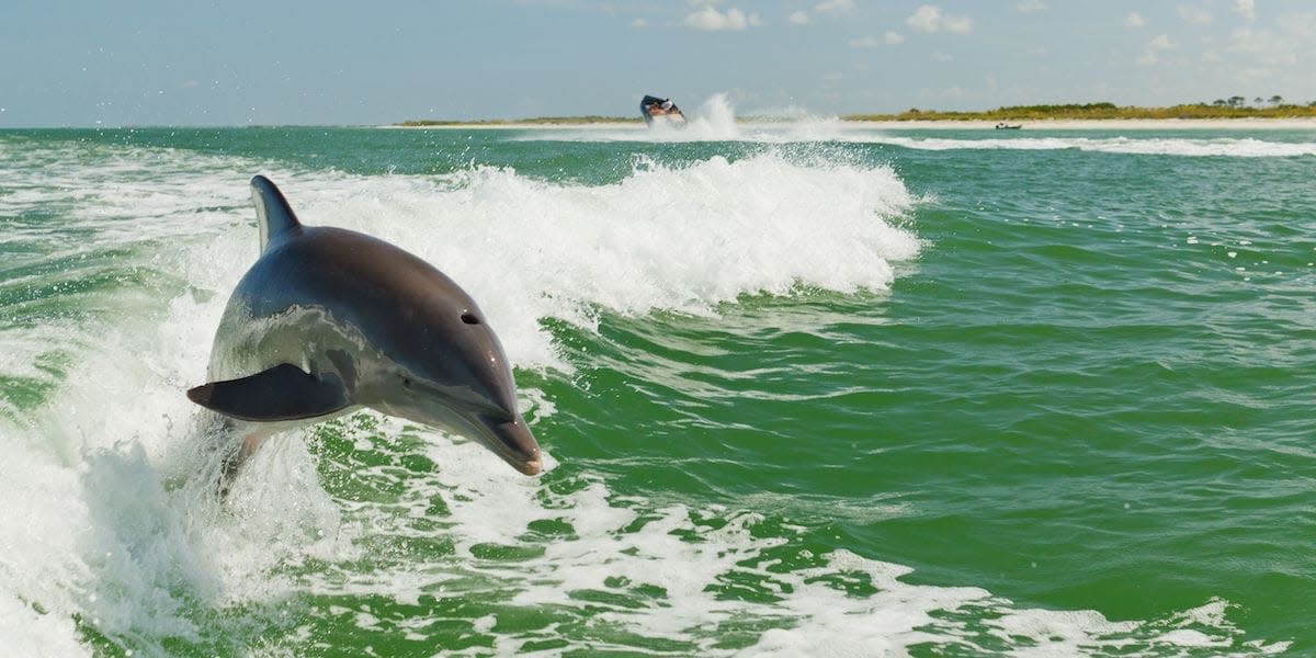 Wild Dolphin on a Dolphin Cruise - Visit St. Petersburg Clearwater