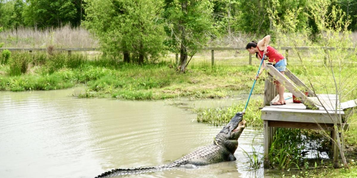 An alligator at Gator Country Adventure Park in Beaumont, TX