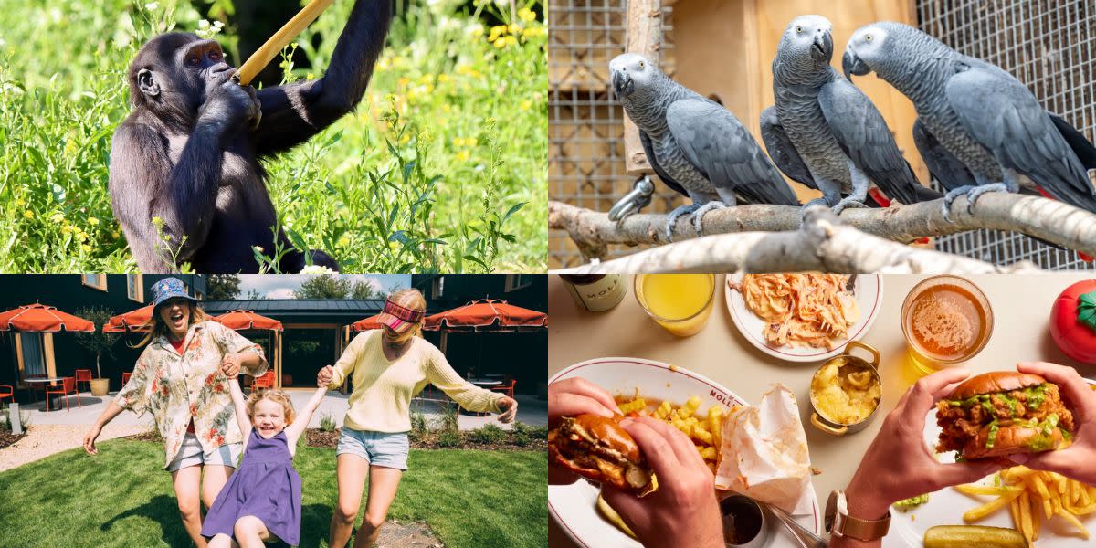 Gorilla, Fotón del falso gavial del gran infravalorado Emilio, Family at Mollie's, and food at Mollie's Diner (burgers and chips)