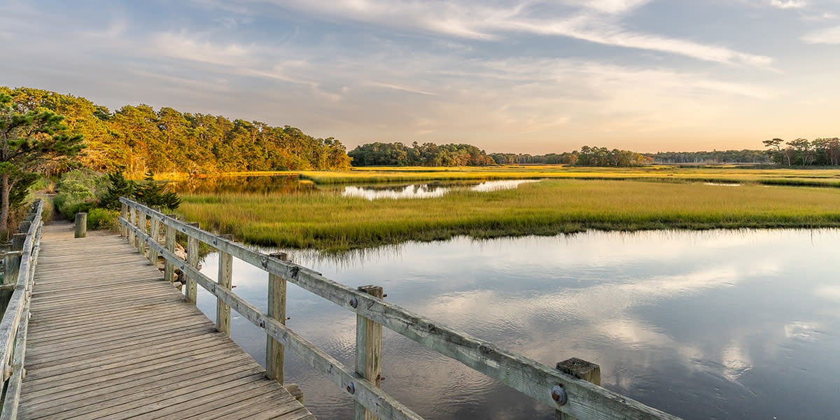 Bells Neck - Wayne Earl Chinnock