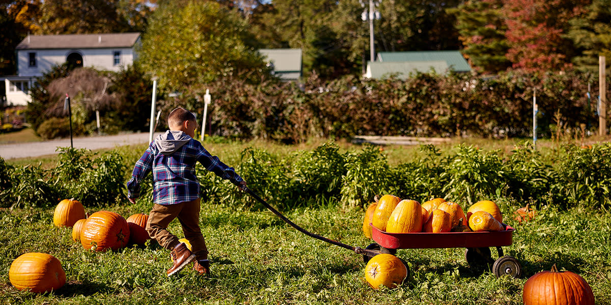 Coonamessett Farm - Pumpkins