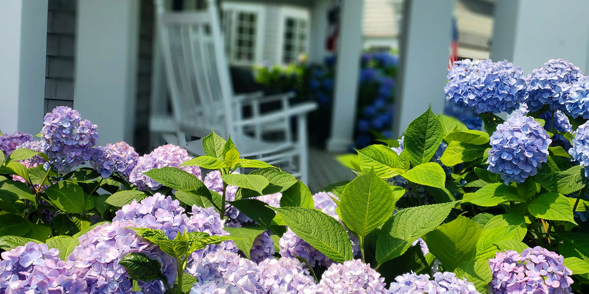 Cape Cod Hydrangea Fest