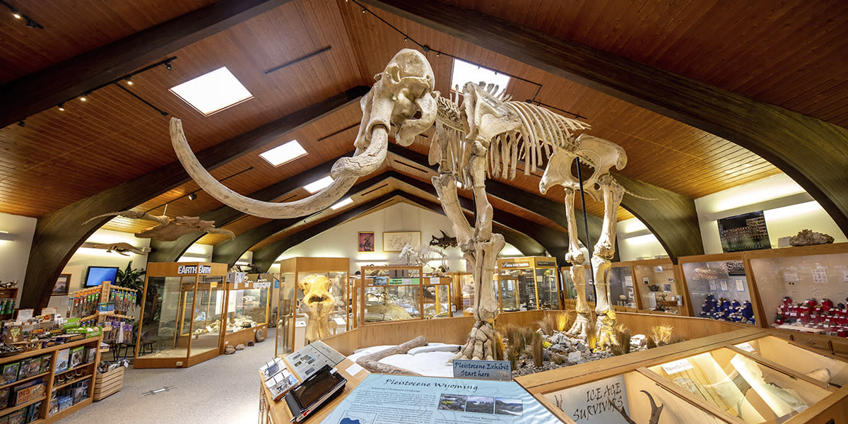 Wooly mammoth fossil at Dee Tate Geological Museum in Casper, WY