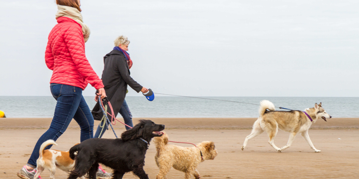 Two women walking dogs on a beach in Conwy