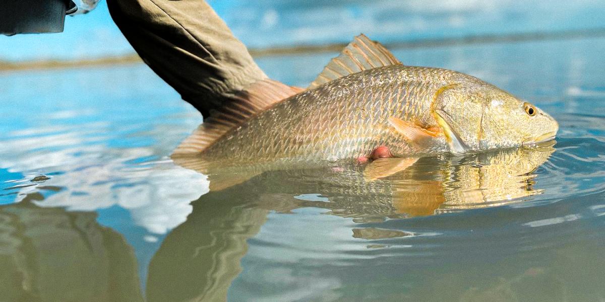 Fish Being Released Into the water