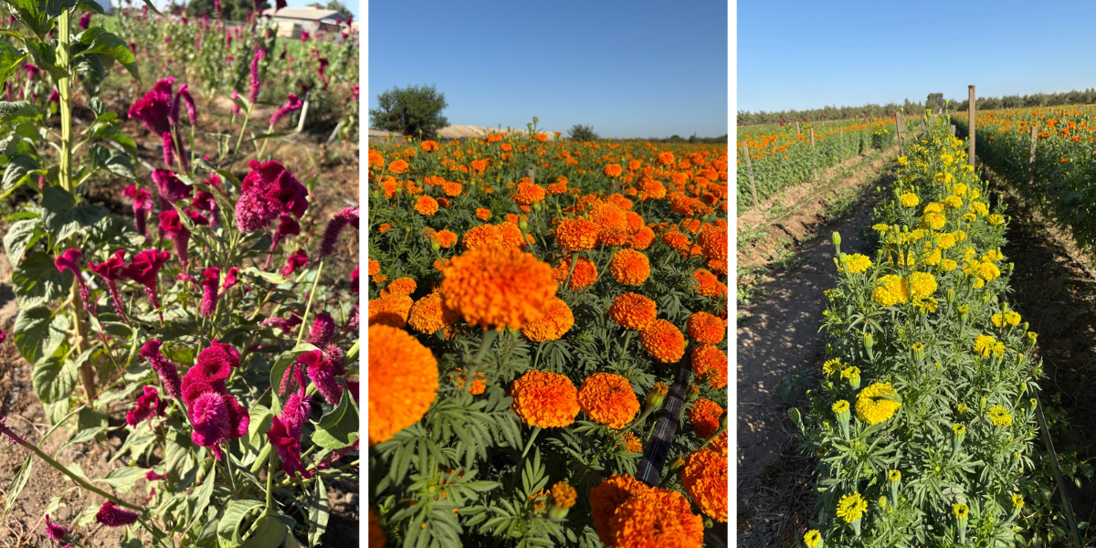 Marigold Farm