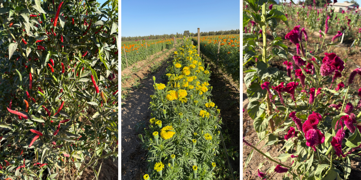 Medina's Produce LLC Marigolds