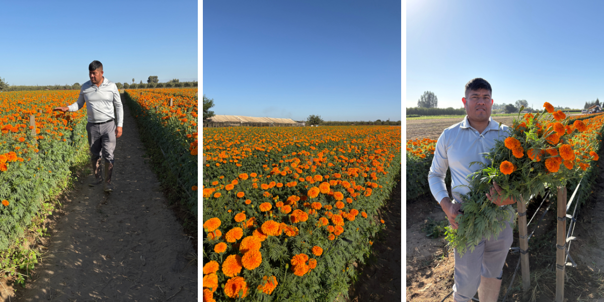 Medina's Produce Marigolds