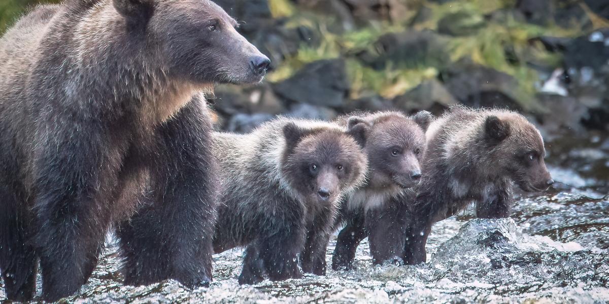 a brown bear with three cubs stand in river