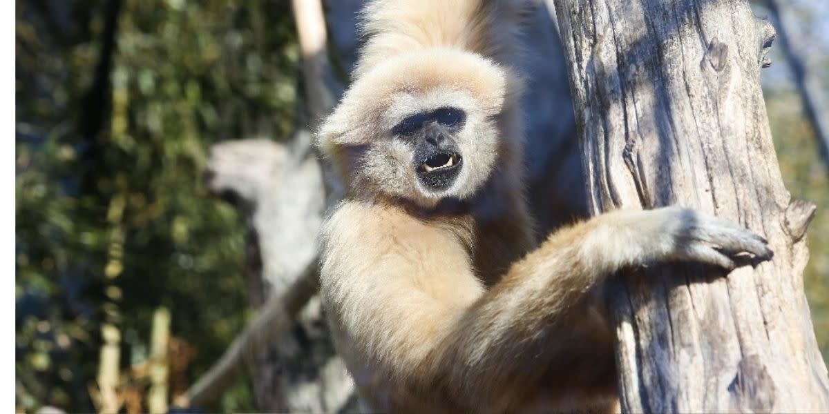 Knoxville Zoo Monkey