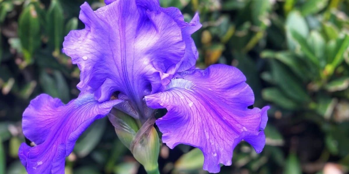 Iris Flower