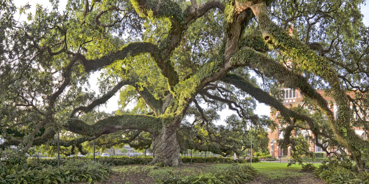 St. John's Cathedral Oak