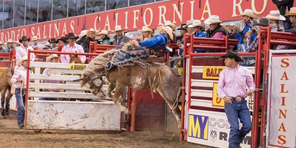 Saddle Bronc Rider at California Rodeo Salinas