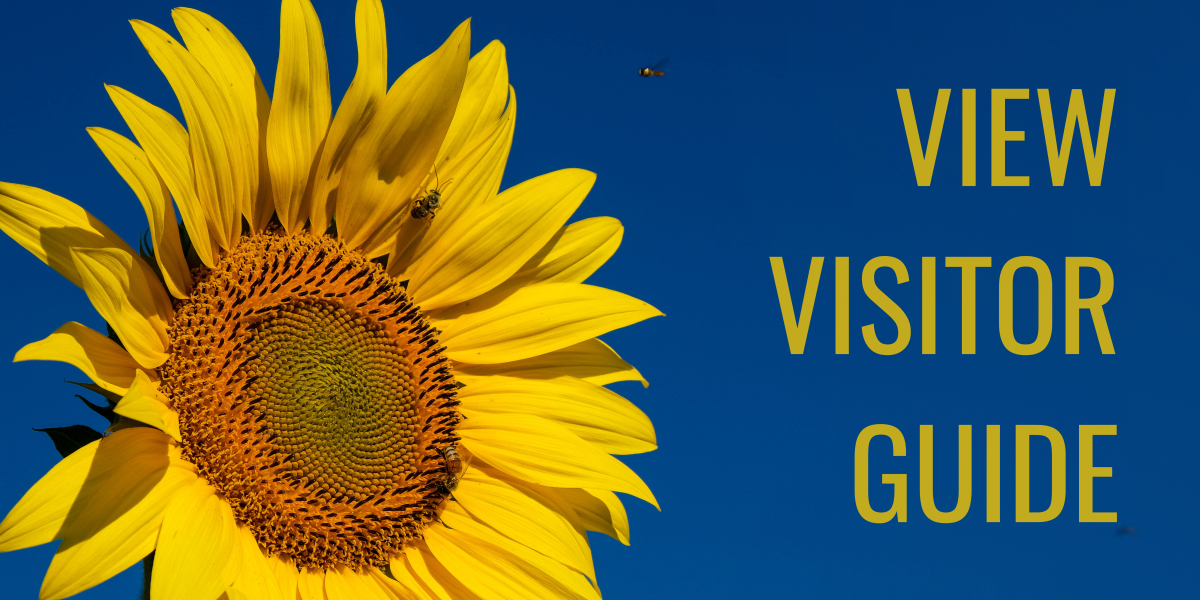 Bright sunflower against dark blue background. The right side of the image says "view visitor guide"