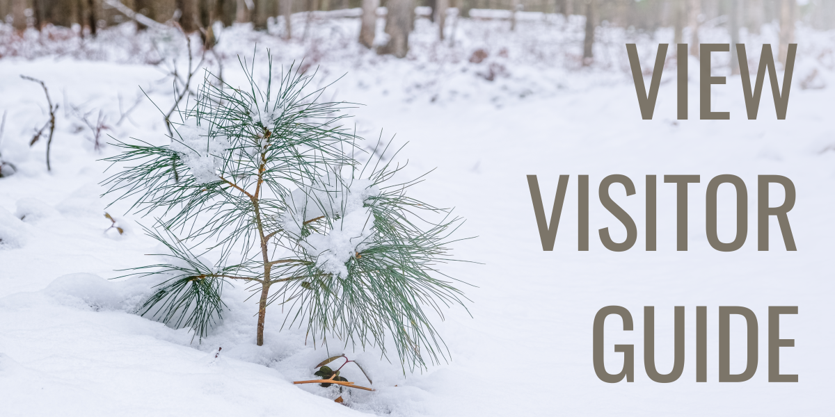 View Visitor Guide Pine in Snow