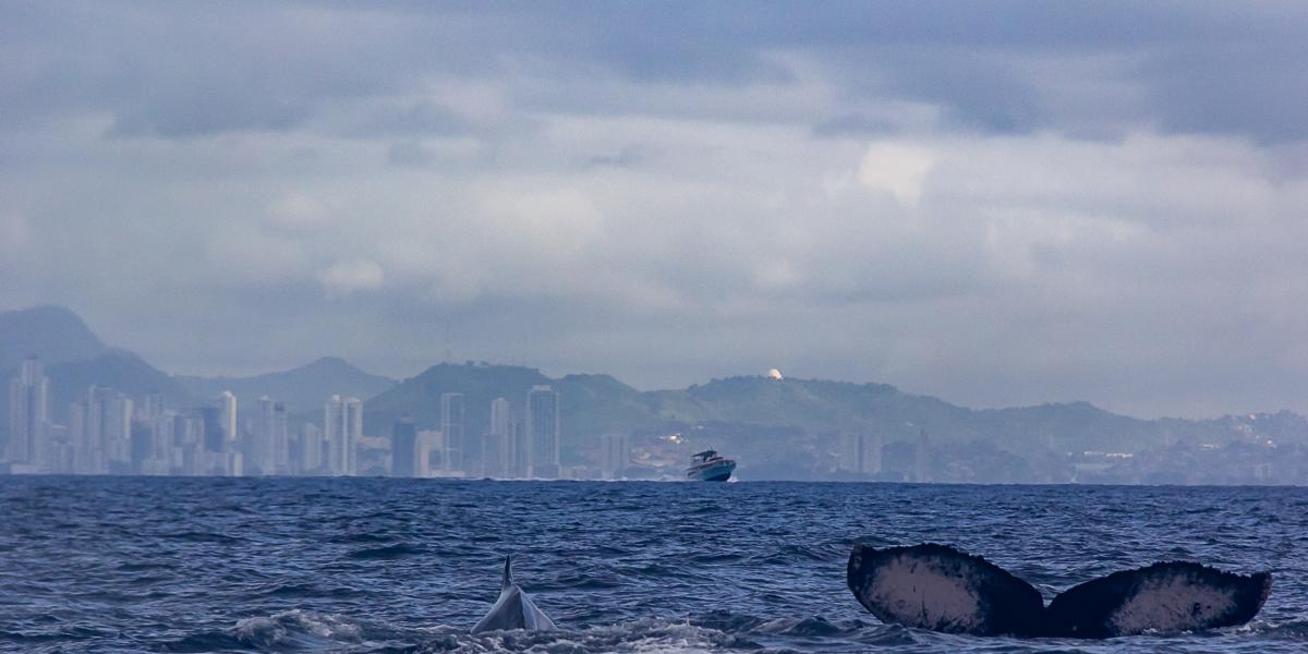 Avistamiento de ballenas cerca de la Ciudad de Panamá, con vista al skyline desde el mar rumbo al Archipiélago de las Perlas