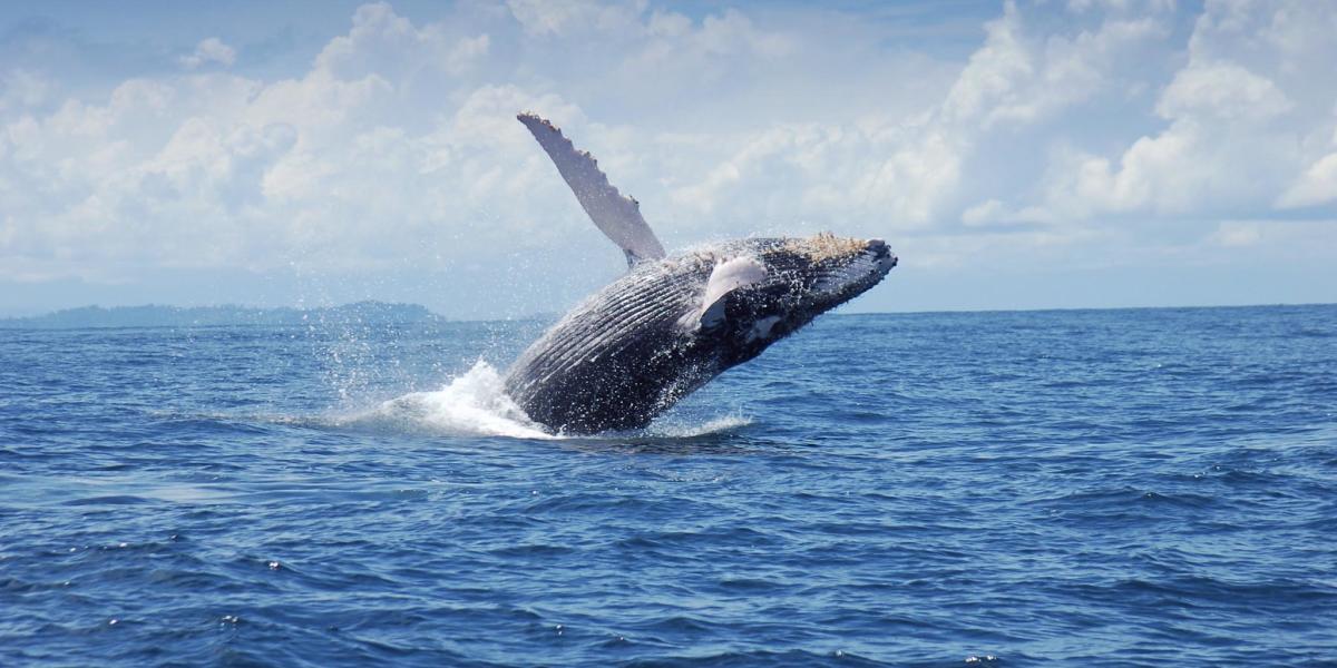 Ballena jorobada saltando en las aguas del Golfo de Chiriquí, un punto clave del Pacífico panameño para observar cetáceos en su paso migratorio