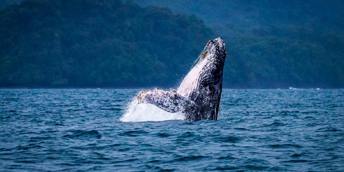 Ballena jorobada emergiendo en las aguas del Golfo de Montijo, cerca de Isla Cébaco y el Parque Nacional Coiba, un sitio clave para el avistamiento en la Costa Pacífica de Veraguas