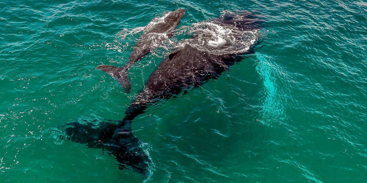 Ballena jorobada con su cría vista desde un tour en la Riviera Pacífica de Panamá, cerca de las islas de Otoque, Estivá y Boná