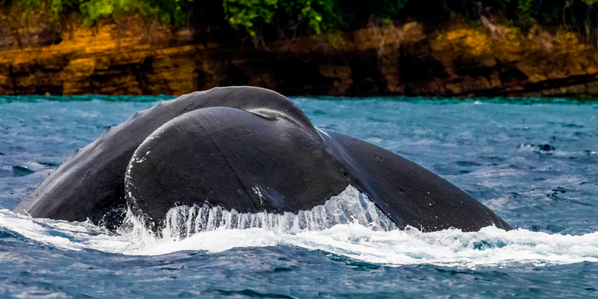 Ballena jorobada avistada desde Playa Arenal, en un tour de observación en las costas de Pedasí y Tonosí, Panamá