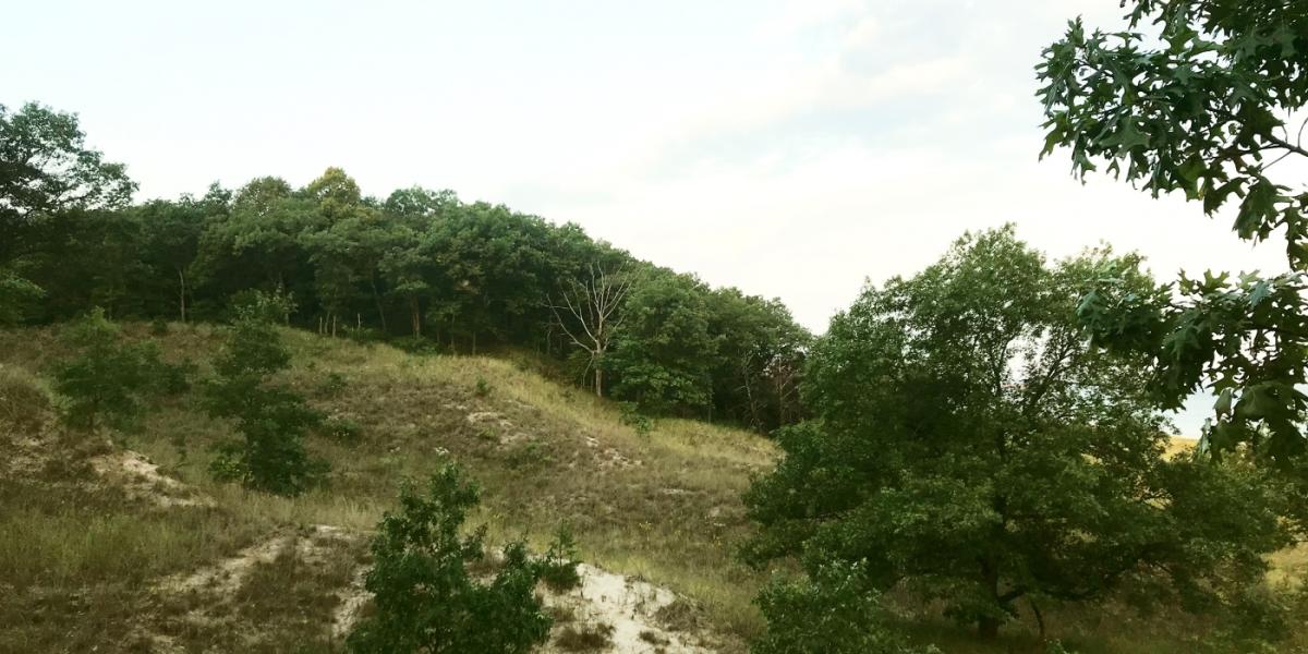 Tree-topped hillside, as viewed from the Cowles Bog Discovery Trail