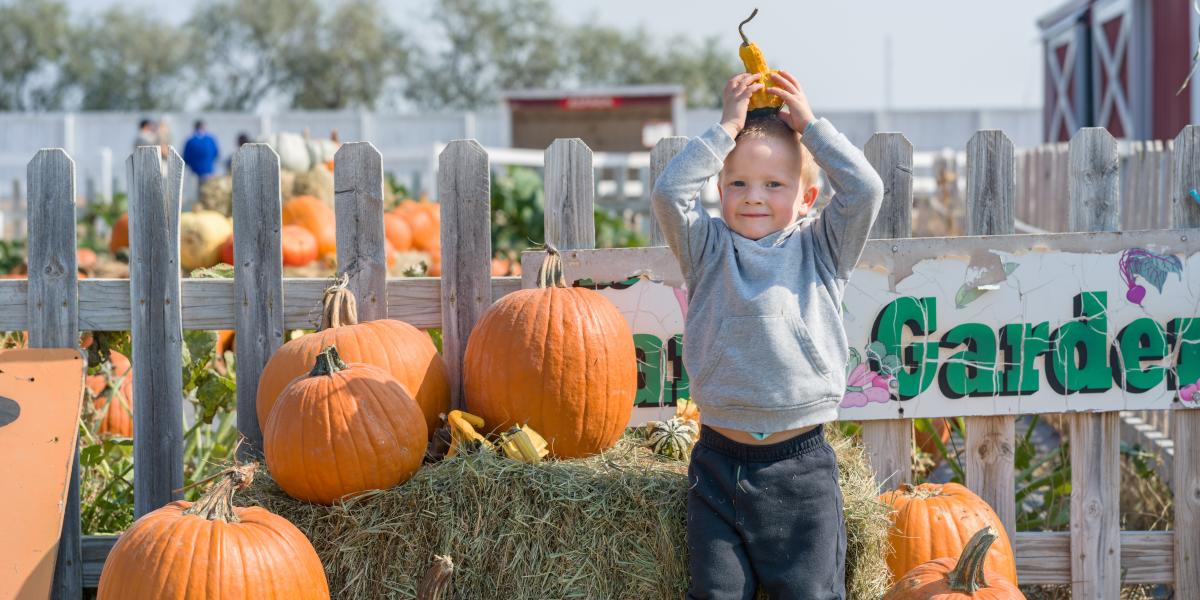 A smiling child in a gray hoodie holds a small gourd on their head, standing by pumpkins on hay near a wooden fence in a sunny pumpkin patch.