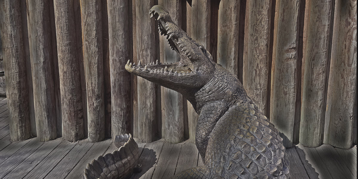 Metro Richmond Zoo Alligator