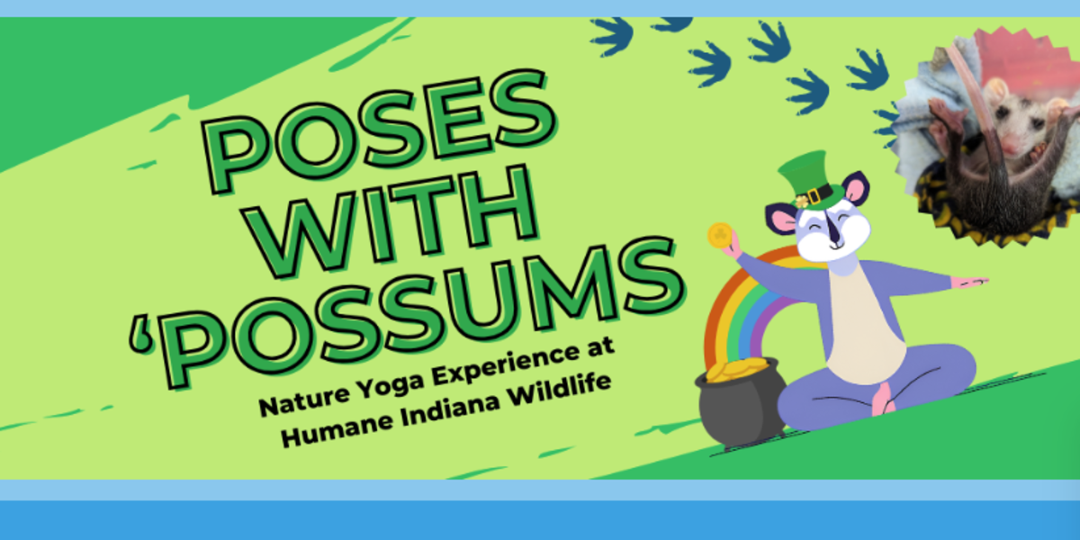 Poses with Possums