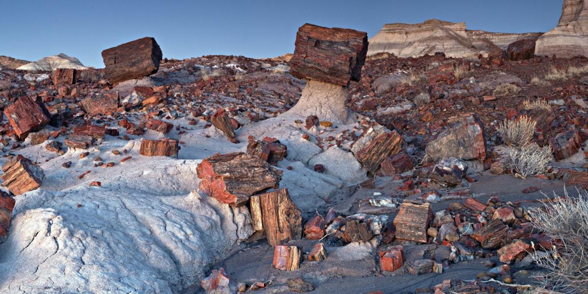 Petrified Forest