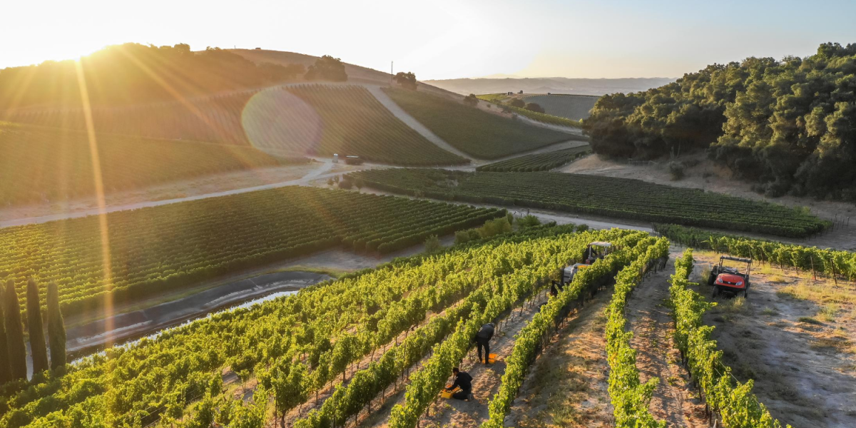 Harvest in Paso