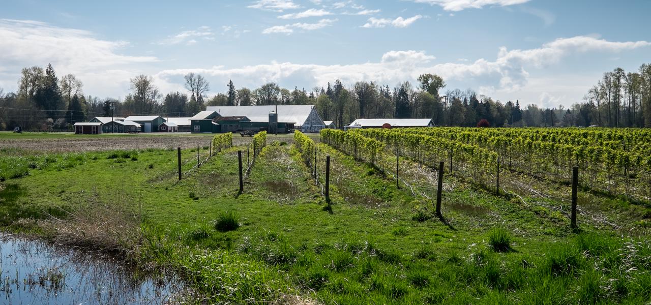 Thurston County Farms Christmas Trees, Pumpkins & Local Harvest