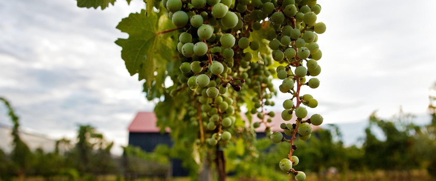 Cabernet Franc Grape Vine - 1 Bare Root Live Plant