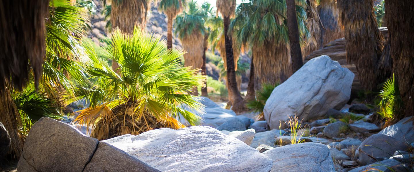 The Best Oasis Hikes in Greater Palm Springs