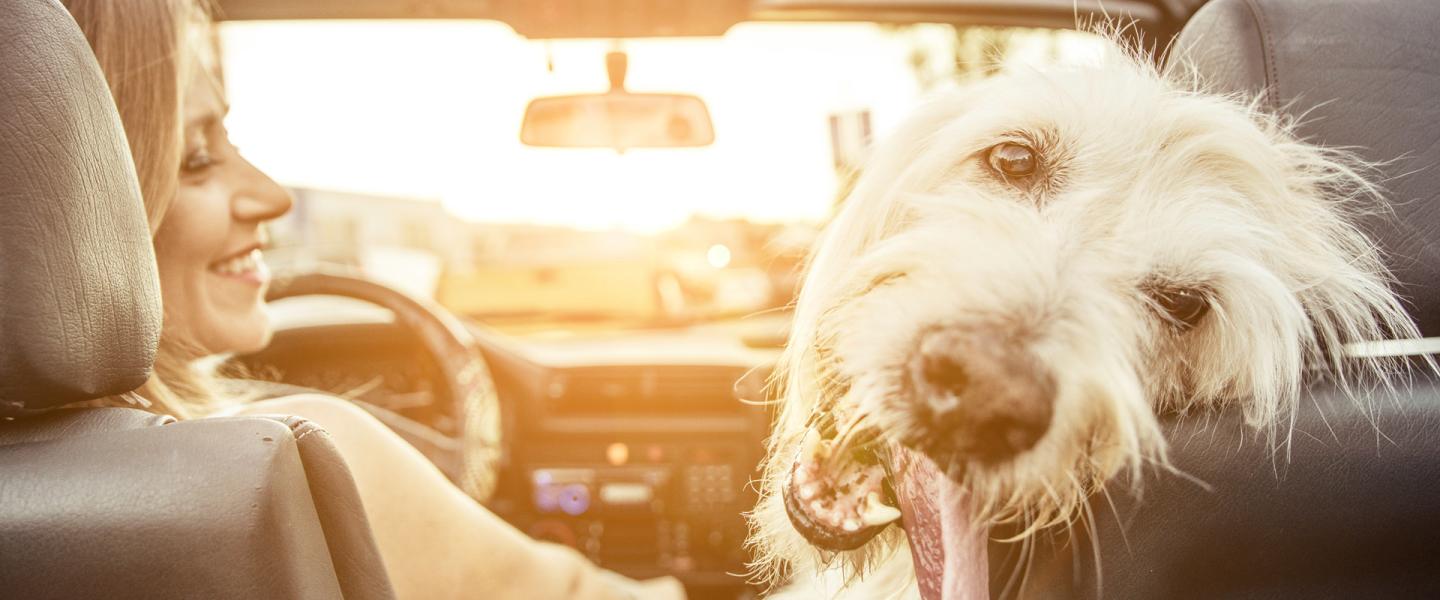 A Doggone Good Vacation In Greater Palm Springs