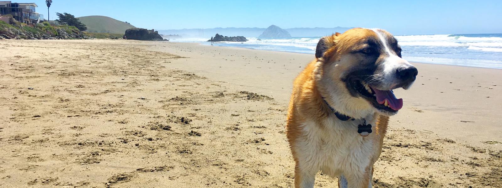 dog walking beaches near me