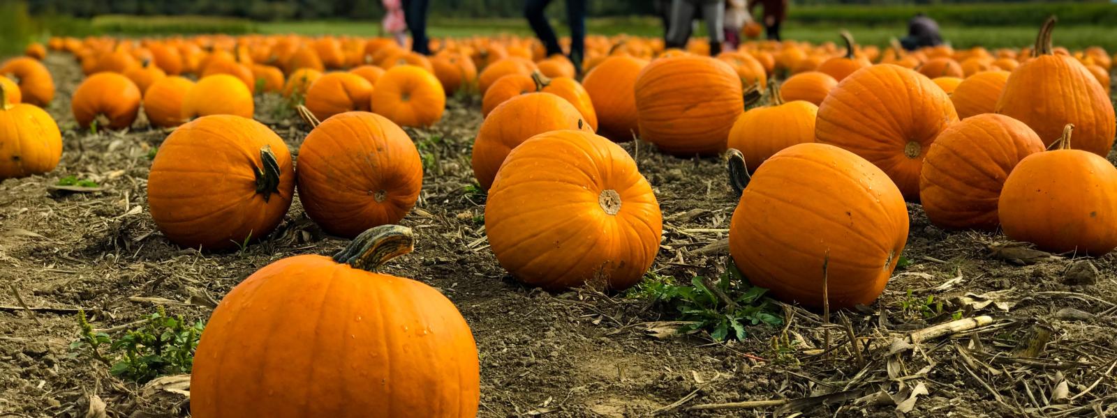 Countless Ways To Celebrate Halloween In Slo Cal