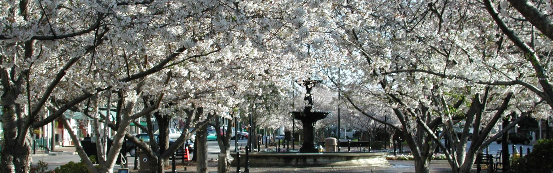 Cherry Blossoms-Macon