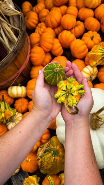 Pumpkin Picking