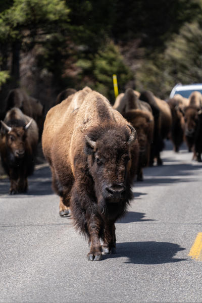 A herd of bison walk down the road in Yellowstone National Park.