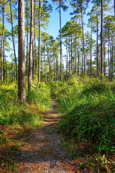 Hiking Trail in Sandhill Crane Wildlife Refuge Ocean Springs, MS