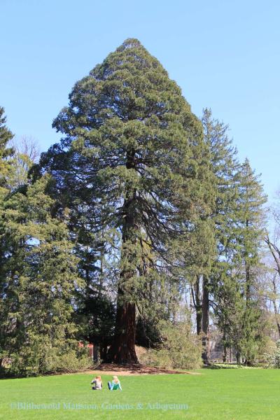 Sequoia