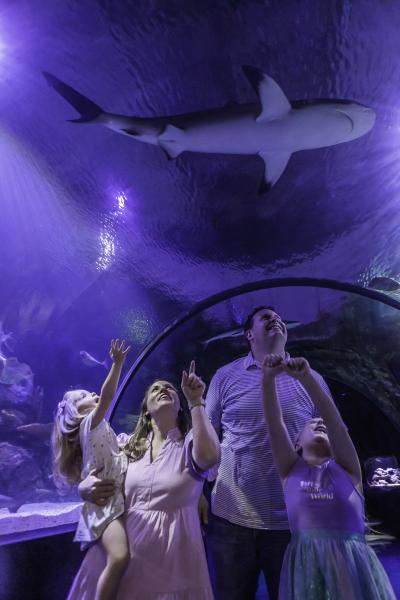 Family Aquarium