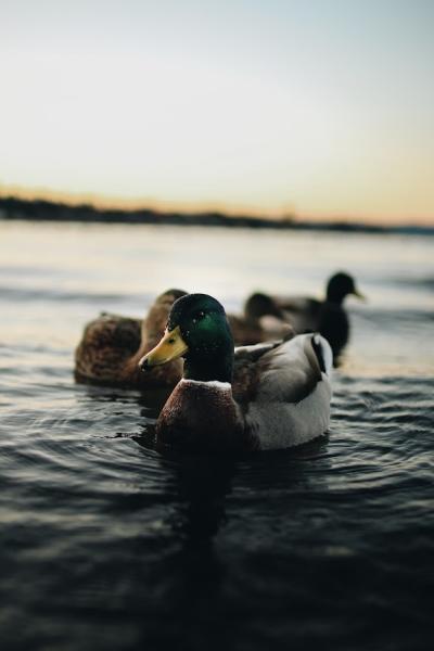 Duck pond