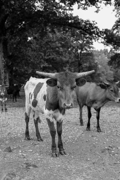 Blackhawk Ranch Cattle