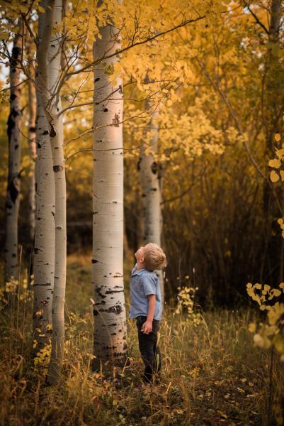 boy beside yellow aspen tree in forrest