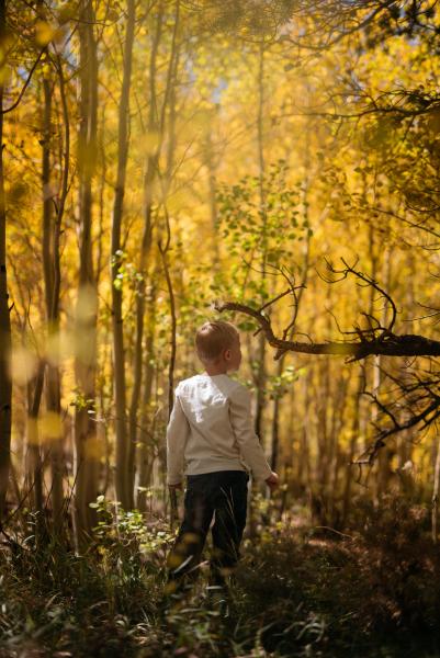 boy surrounded by golden aspens trees