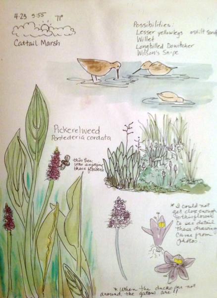 Cattail Marsh Nature Journaling