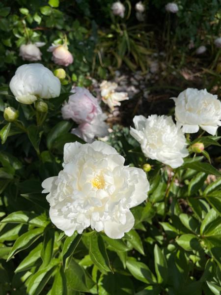 White peonies at the Chase Lloyd House garden